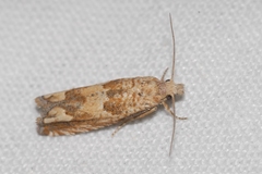 Eucosma fervidana
