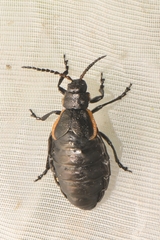 Arima marginata