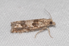 Eucosma fervidana