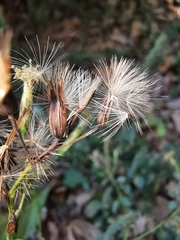 Porophyllum punctatum