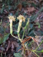 Porophyllum punctatum