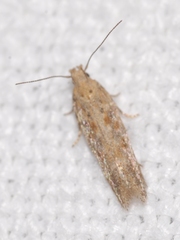 Scrobipalpa salinella