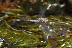 Brechmorhoga praecox