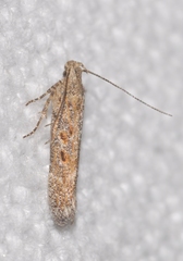 Scrobipalpa instabilella