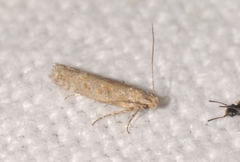 Scrobipalpa salinella