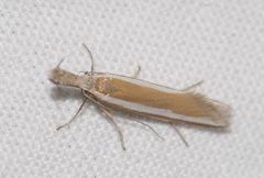 Pleurota aristella