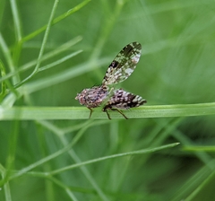 Tephritis vespertina