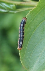 Philereme vetulata