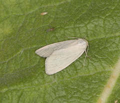 Photedes morrisii