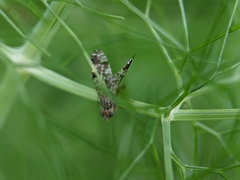 Tephritis vespertina