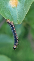 Philereme vetulata