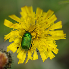 Cryptocephalus aureolus