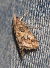 Euchromius cambridgei