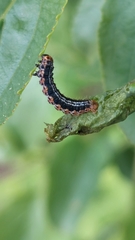 Philereme vetulata