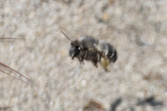 Habropoda miserabilis