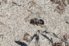 Habropoda miserabilis