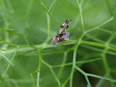 Tephritis vespertina