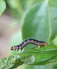 Philereme vetulata