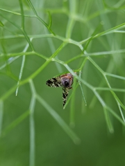 Tephritis vespertina