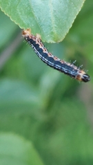Philereme vetulata