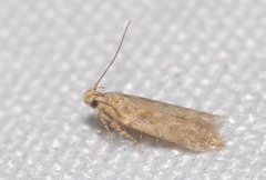 Scrobipalpa salinella