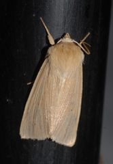 Mythimna pallens