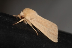 Mythimna pallens