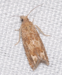 Eucosma fervidana