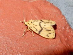 Miltochrista terminospota
