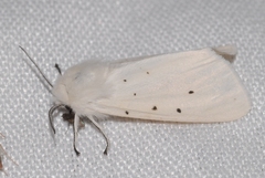 Spilosoma urticae