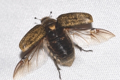 Anoxia scutellaris