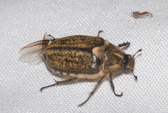 Anoxia scutellaris