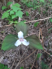 Trillium undulatum