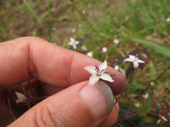 Marcetieae
