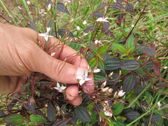 Marcetieae