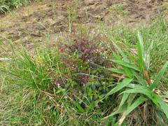 Marcetieae