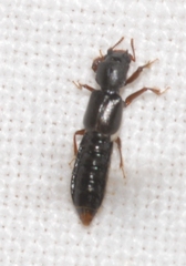 Bledius unicornis