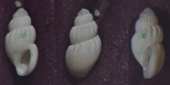 Onoba semicostata