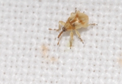 Corimalia tamarisci