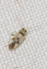 Megalodactylus macularubra