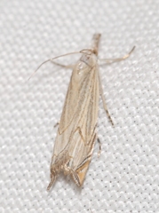 Metacrambus carectellus