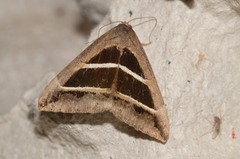Grammodes bifasciata