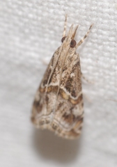 Euchromius cambridgei