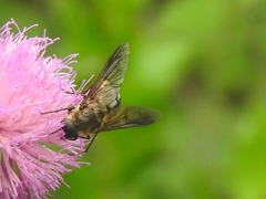 Pangonius