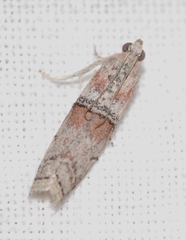 Merulempista turturella