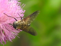 Pangonius
