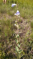 Penstemon grandiflorus