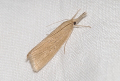 Chilo luteellus