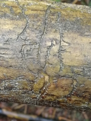 Pityogenes chalcographus