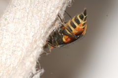 Clanoptilus marginellus